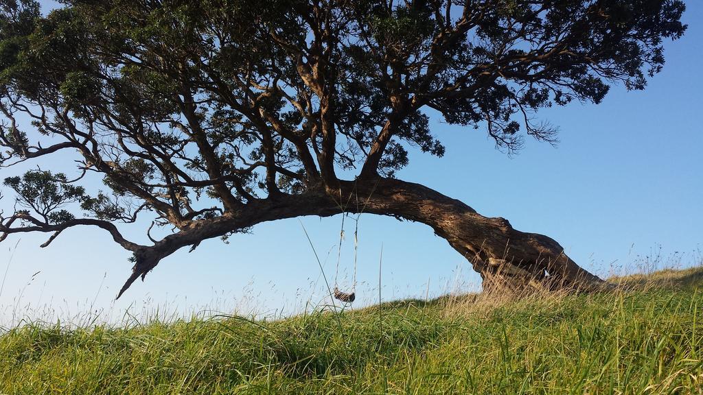 Waiheke Island Guesthouse Ostend Rum bild